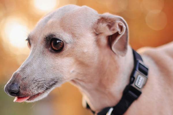 The Italian Greyhound Dachshund Mix A Unique Blend Of Grace And Charm